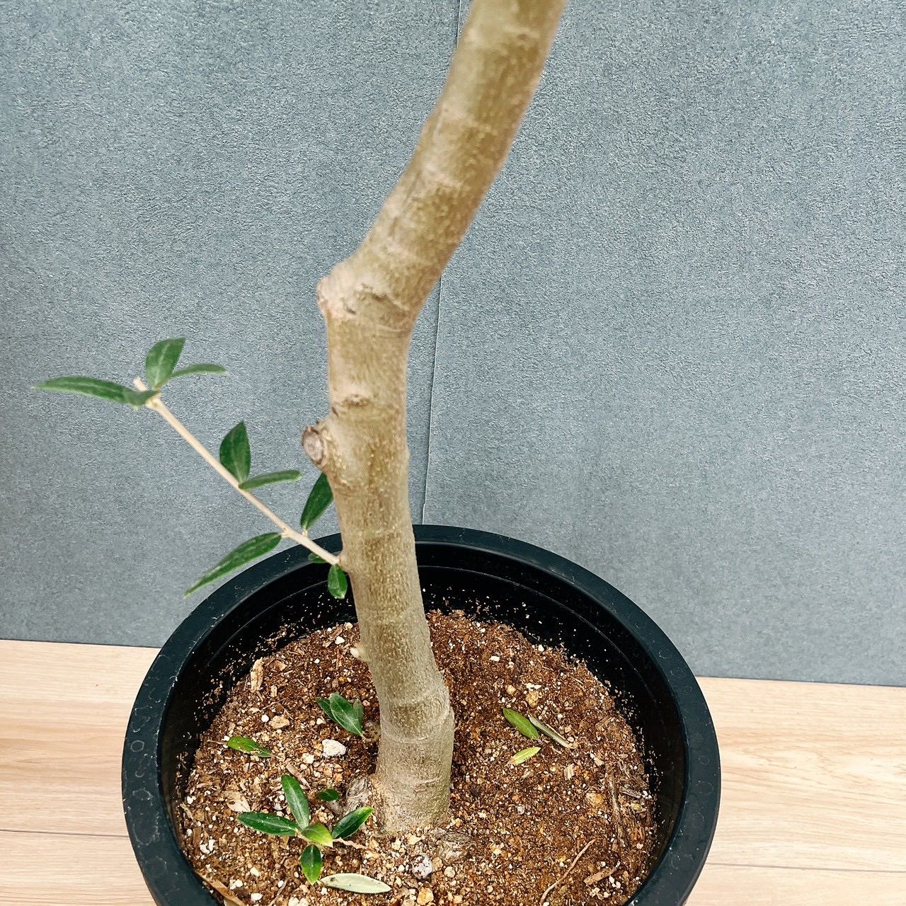 ビロウヤシ ビロウヤシ 4,4m】 ビロウヤシ ビロウヤシ｜Livistona