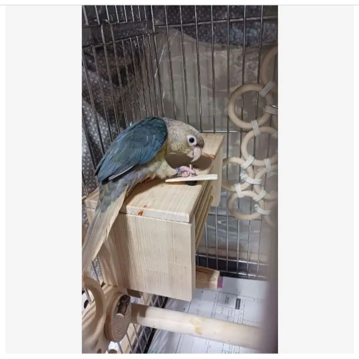 h1 あったかステージ 四角い止まり木 ヒーターいたずら防止 インコ 小動物