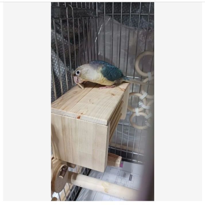 h1 あったかステージ 四角い止まり木 ヒーターいたずら防止 インコ