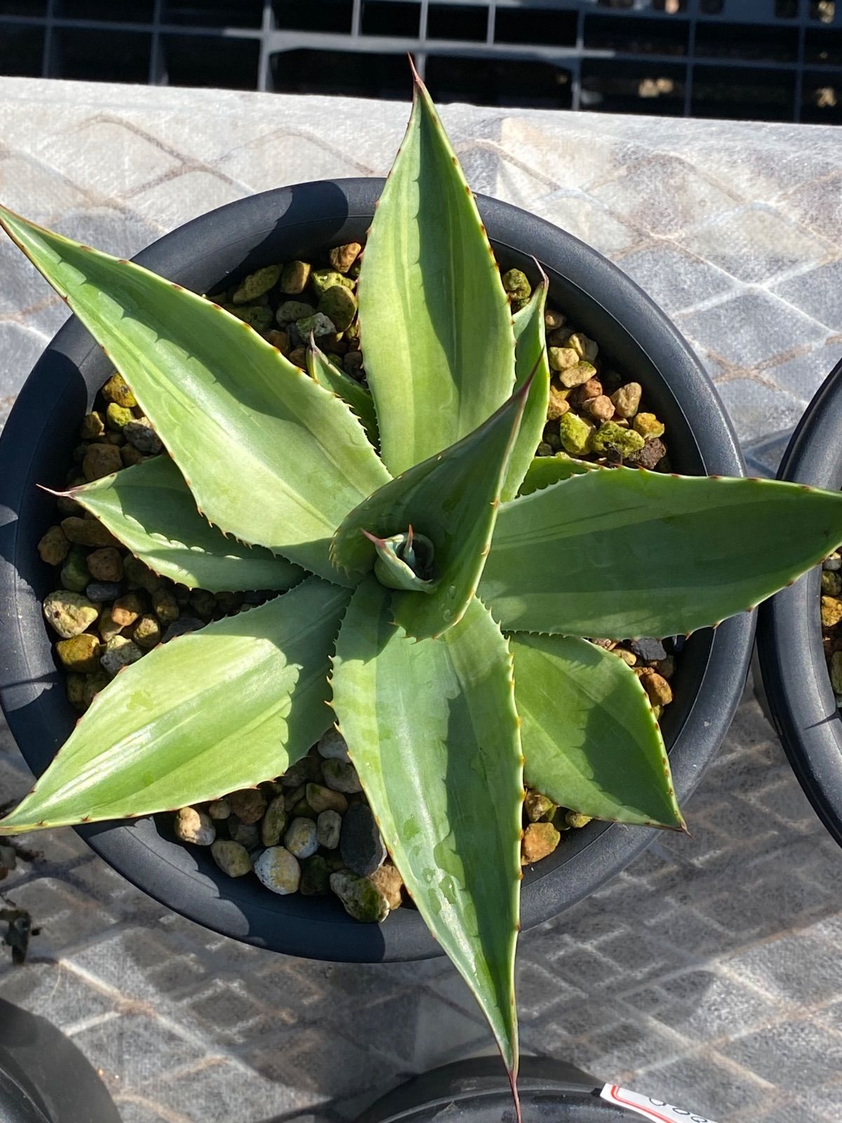 アガベ オバティフォリア キラー 5号鉢 美株 - メルカリ