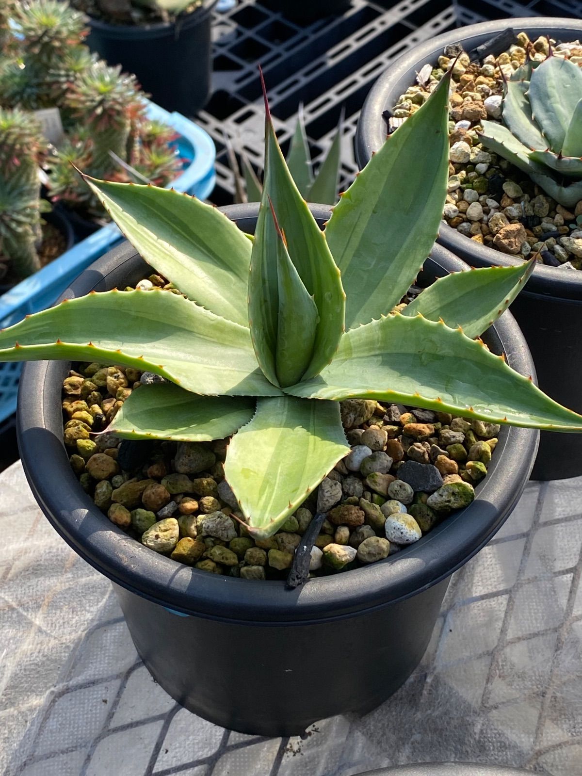 アガベ オバティフォリア キラー 5号鉢 美株 アガベ オバティフォリア