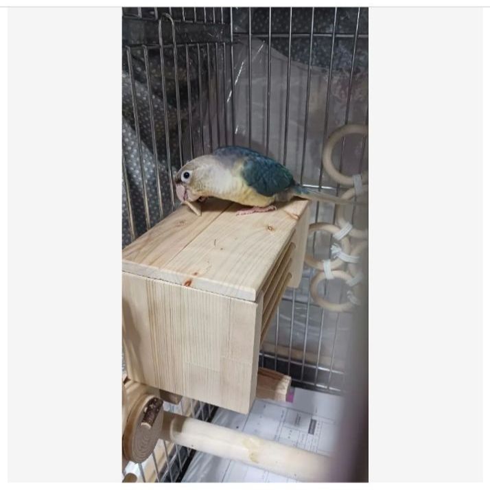 h2 あったかステージ 四角い止まり木 ヒーターいたずら防止 インコ