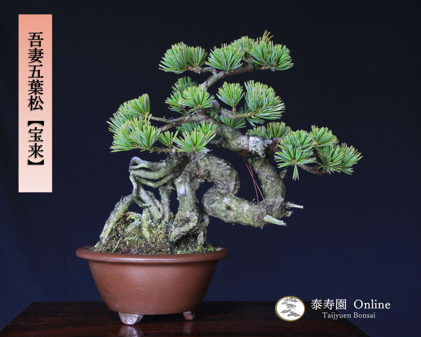 吾妻五葉松 宝来 ホウライ 小品盆栽 泰寿園 Online 現品 松 盆栽 松柏 室内 鑑賞 趣味 卓上盆栽 盆栽鉢 グリーン 和 ギフト プレゼント 贈答品 敬老の日 記念日 お祝い １