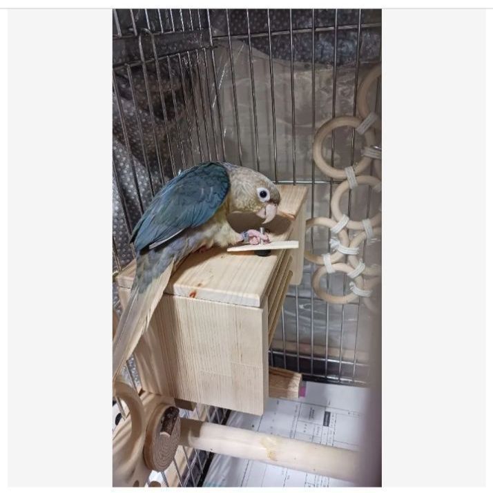 H12 あったかステージ 四角い止まり木 ヒーターいたずら防止 インコ