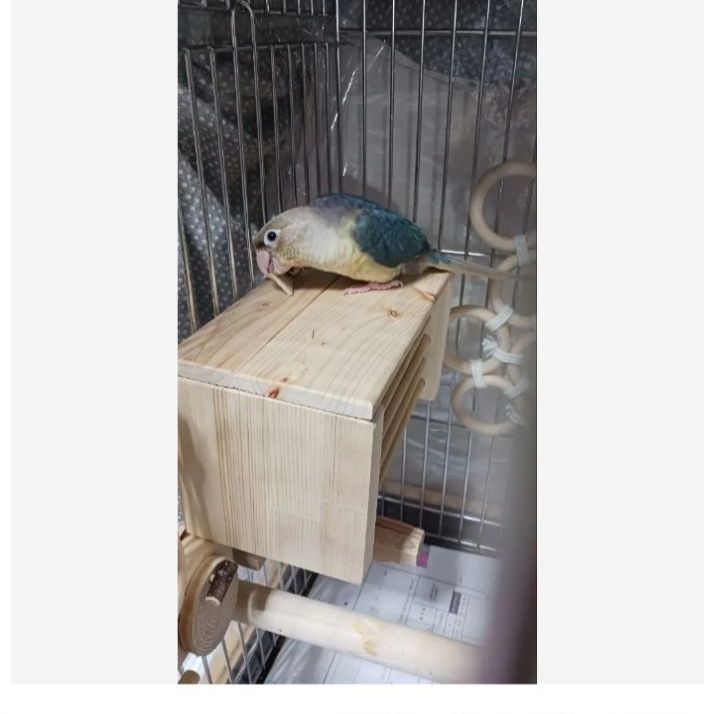 H12 あったかステージ 四角い止まり木 ヒーターいたずら防止 インコ