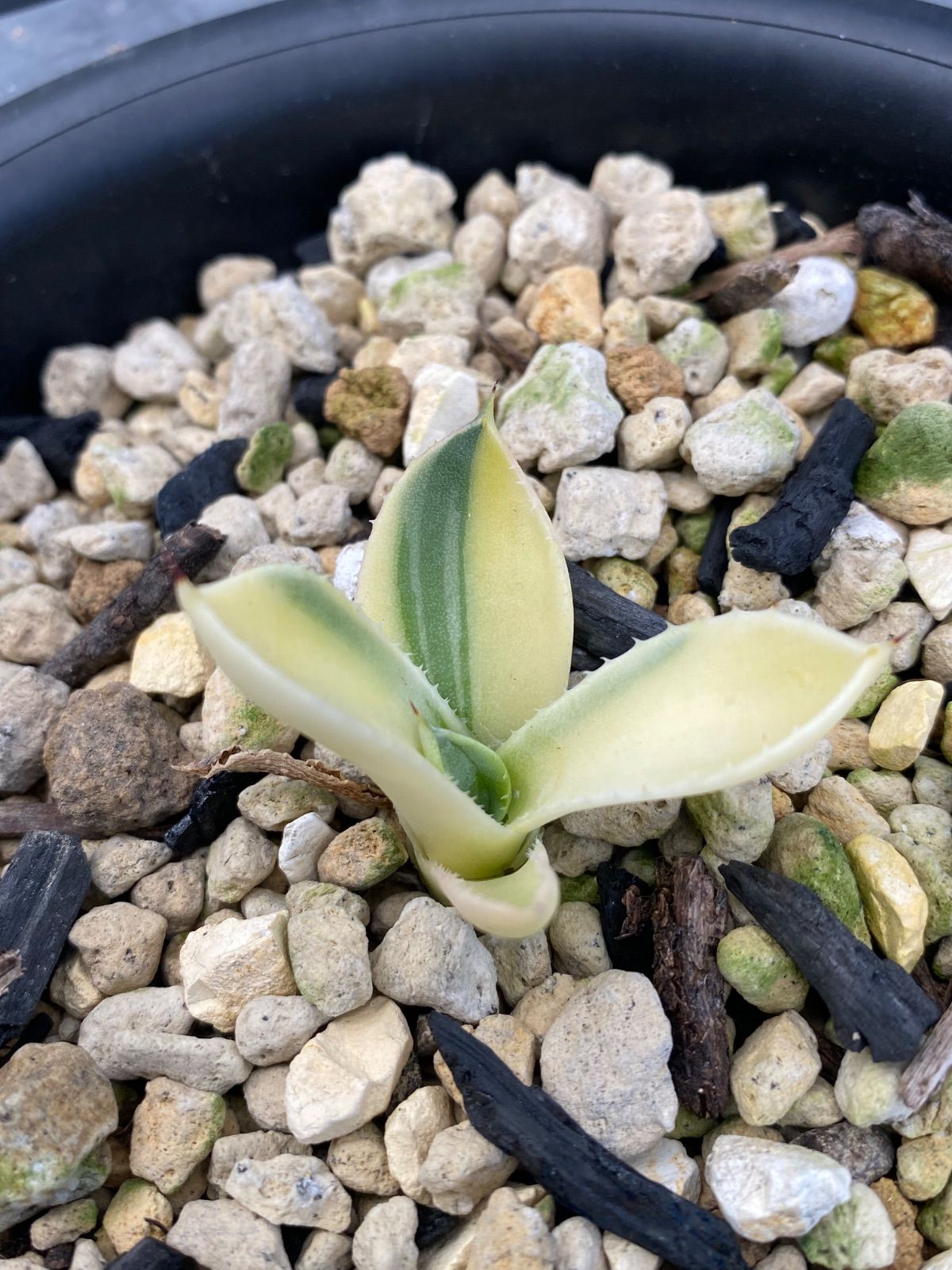 アガベ トランカータ 斑入り 上 美株