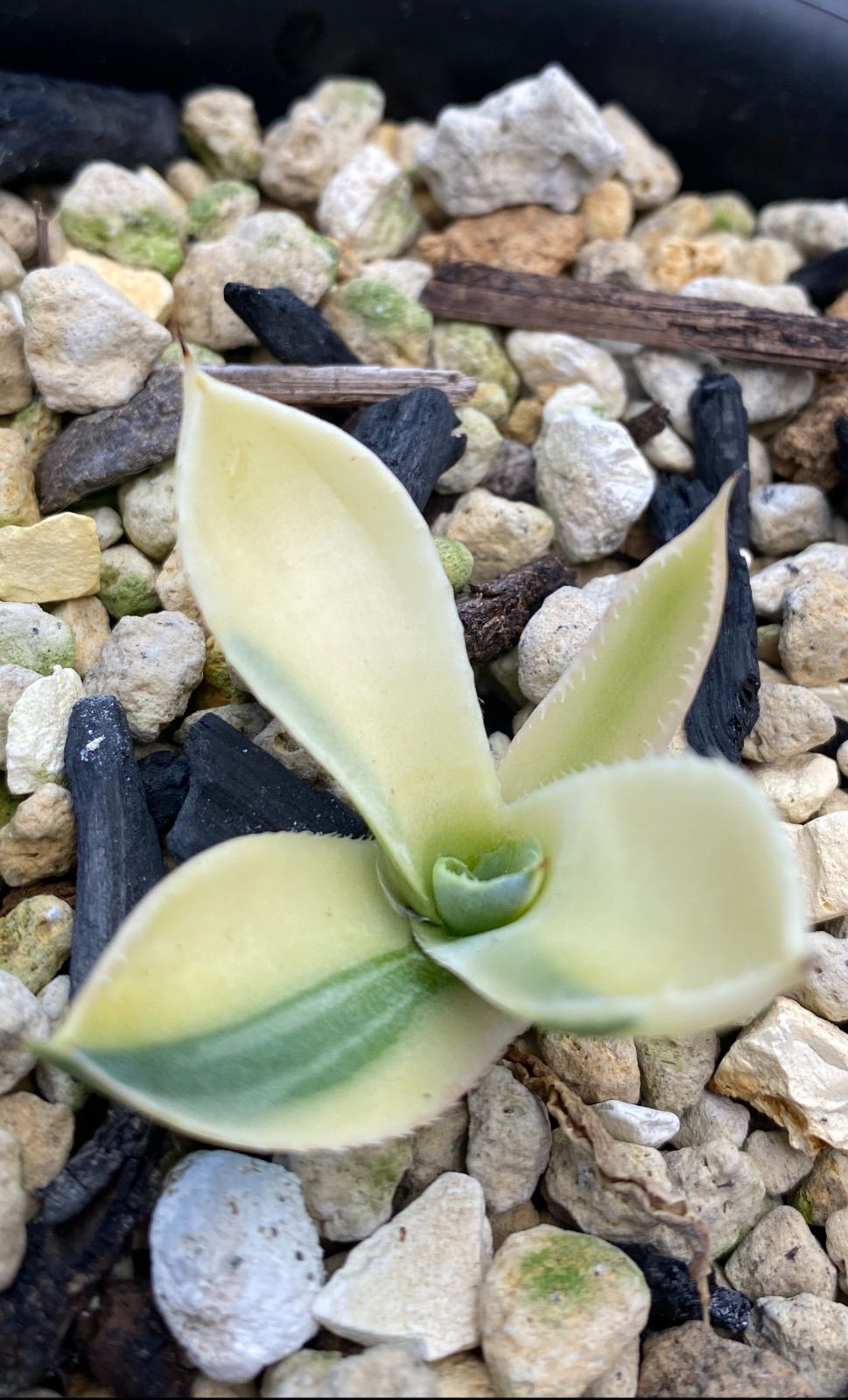 アガベ トランカータ 斑入り 上 美株