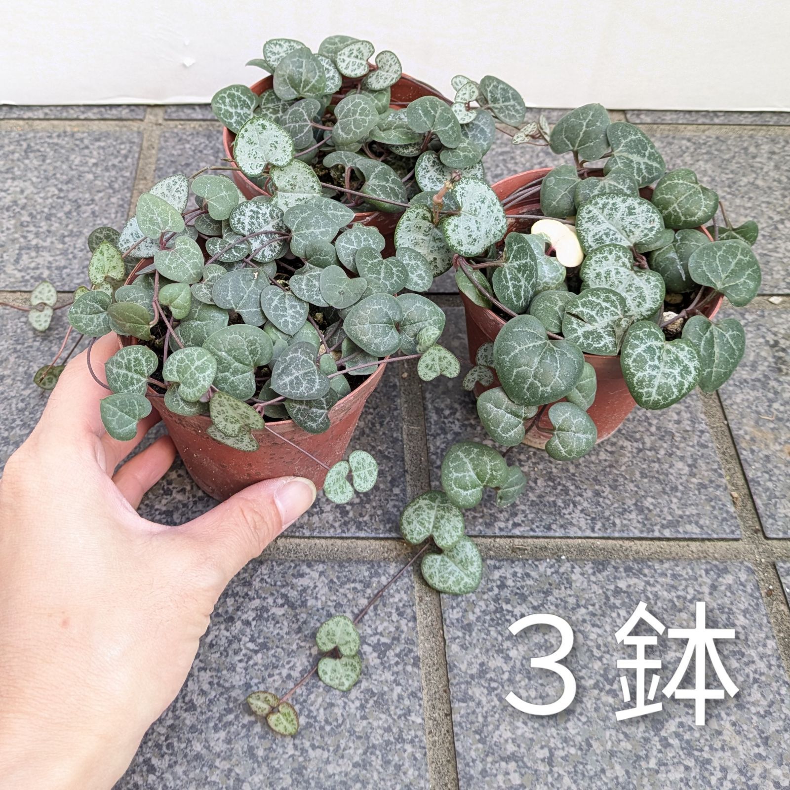 3鉢セット】 ハートカズラ 観葉植物 鉢ごと発送 ハートリーフ - メルカリ