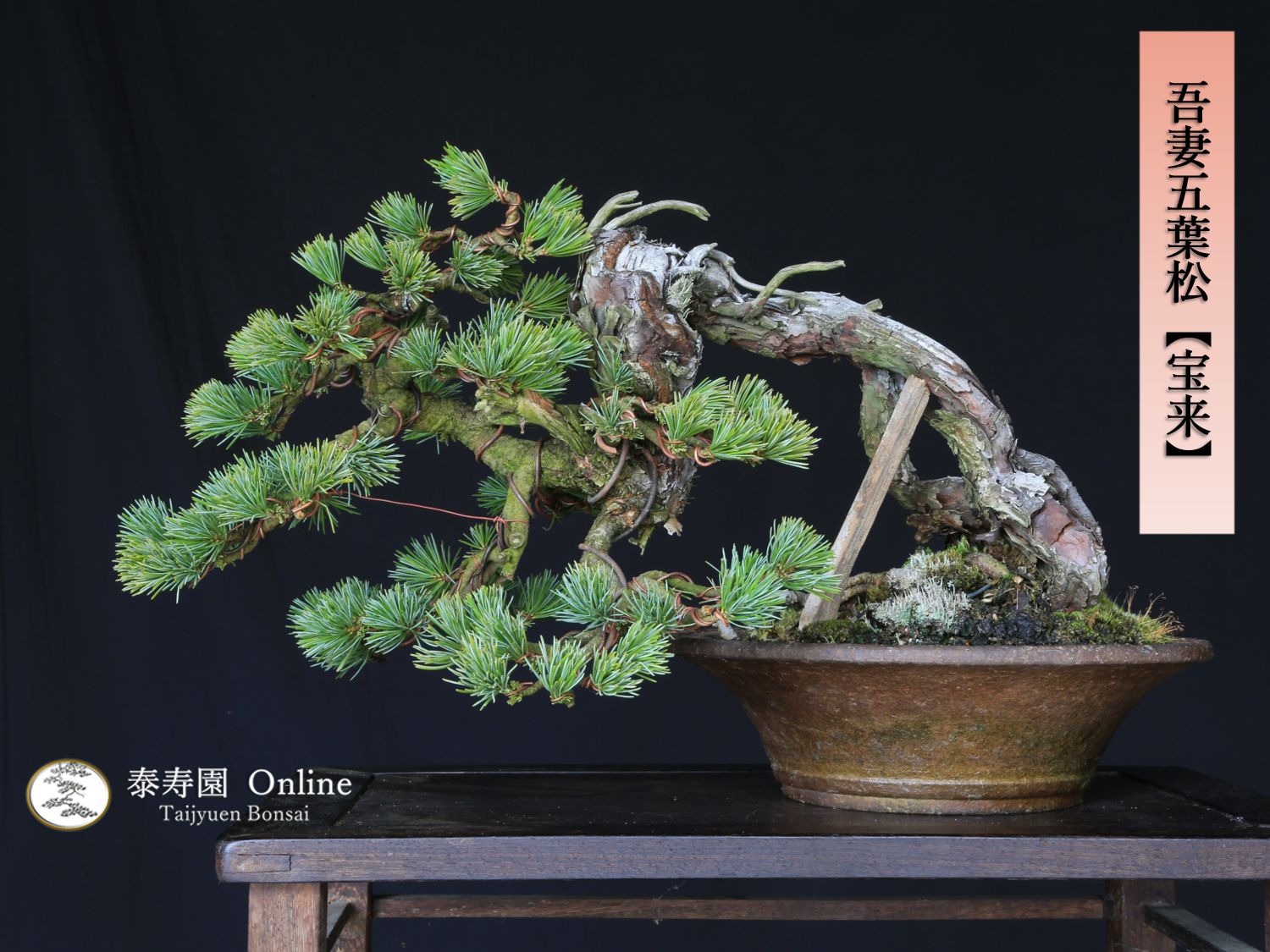 吾妻五葉松 宝来 ホウライ 小品盆栽 泰寿園 Online 現品 松 盆栽 松柏 室内 鑑賞 趣味 卓上盆栽 盆栽鉢 グリーン 和 ギフト プレゼント 贈答品 敬老の日 記念日 お祝い 2