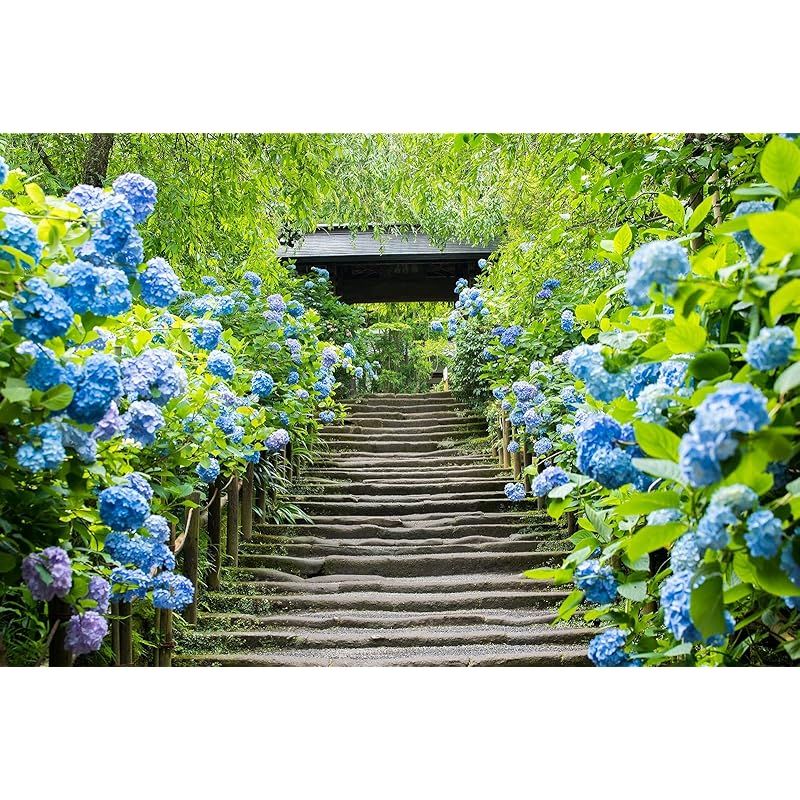 NUTS×802PRODUCTS YUSAKURA 夕桜 ブリエスタ