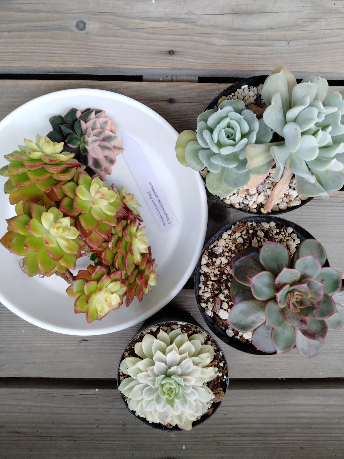 多肉植物5点セット メルカリ便 - メルカリ