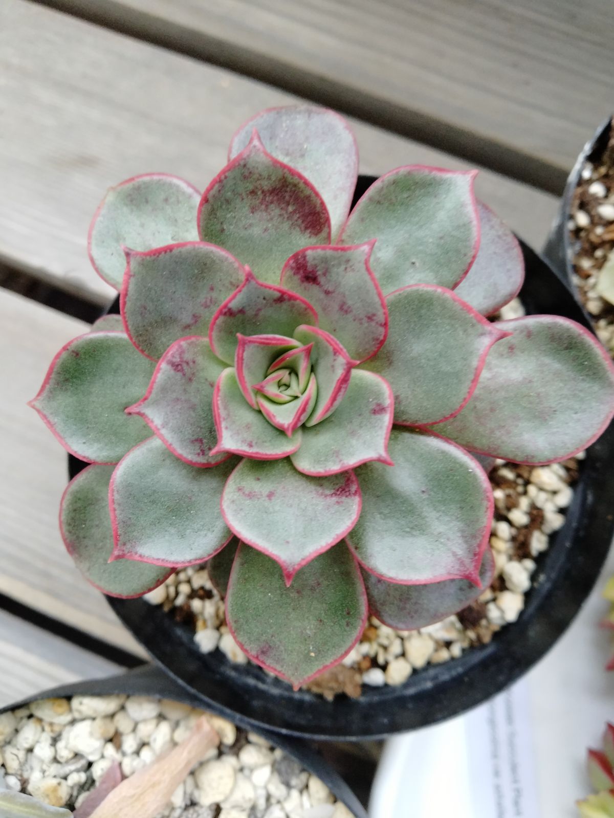 希少！メルカリ便発送 beehouse さん人気交配種 5苗 セット 多肉植物 希少！メルカリ便発送 beehouse さん人気交配種 5苗 セット 多肉植物