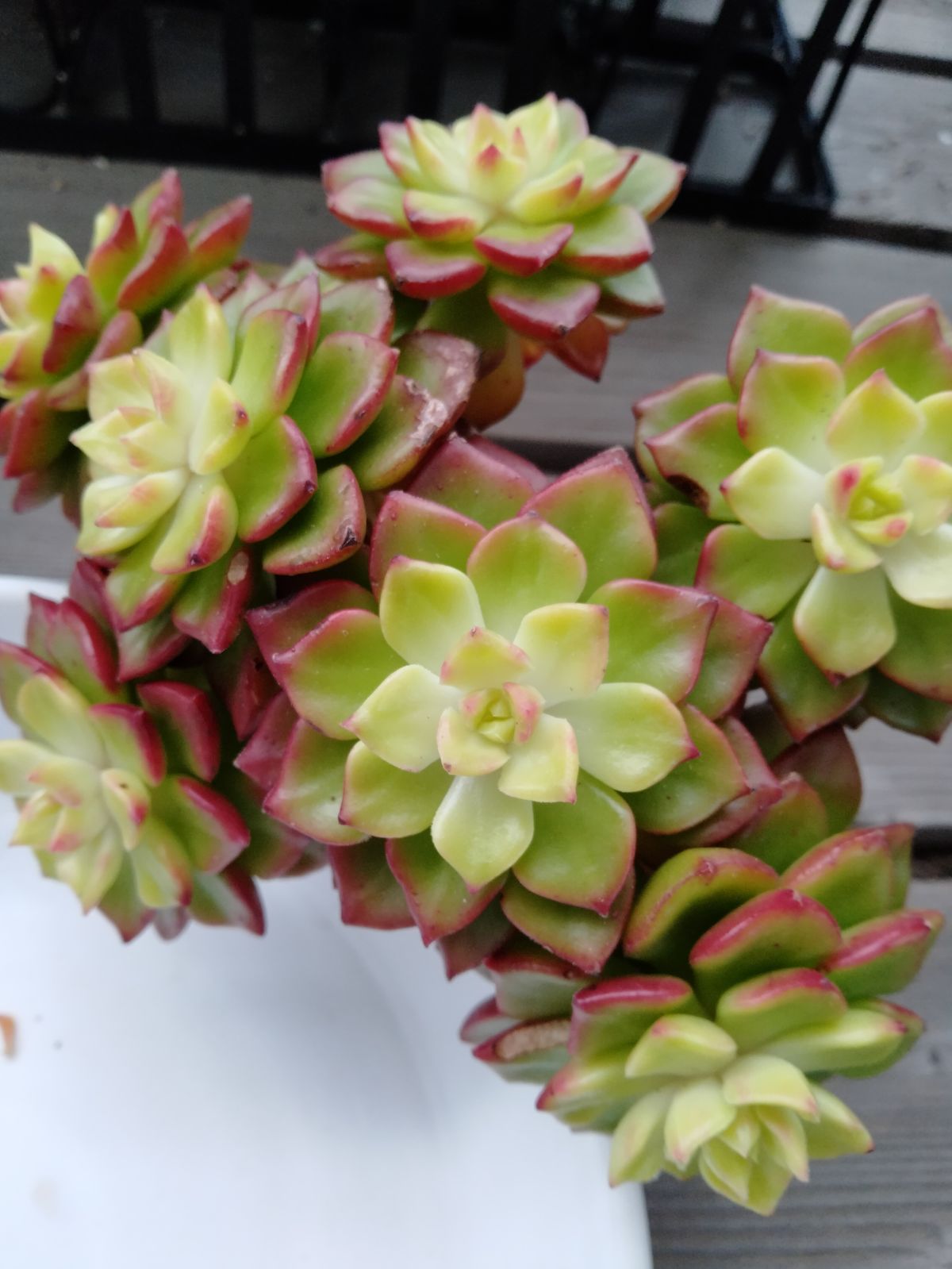 多肉植物5点セット メルカリ便 - メルカリ