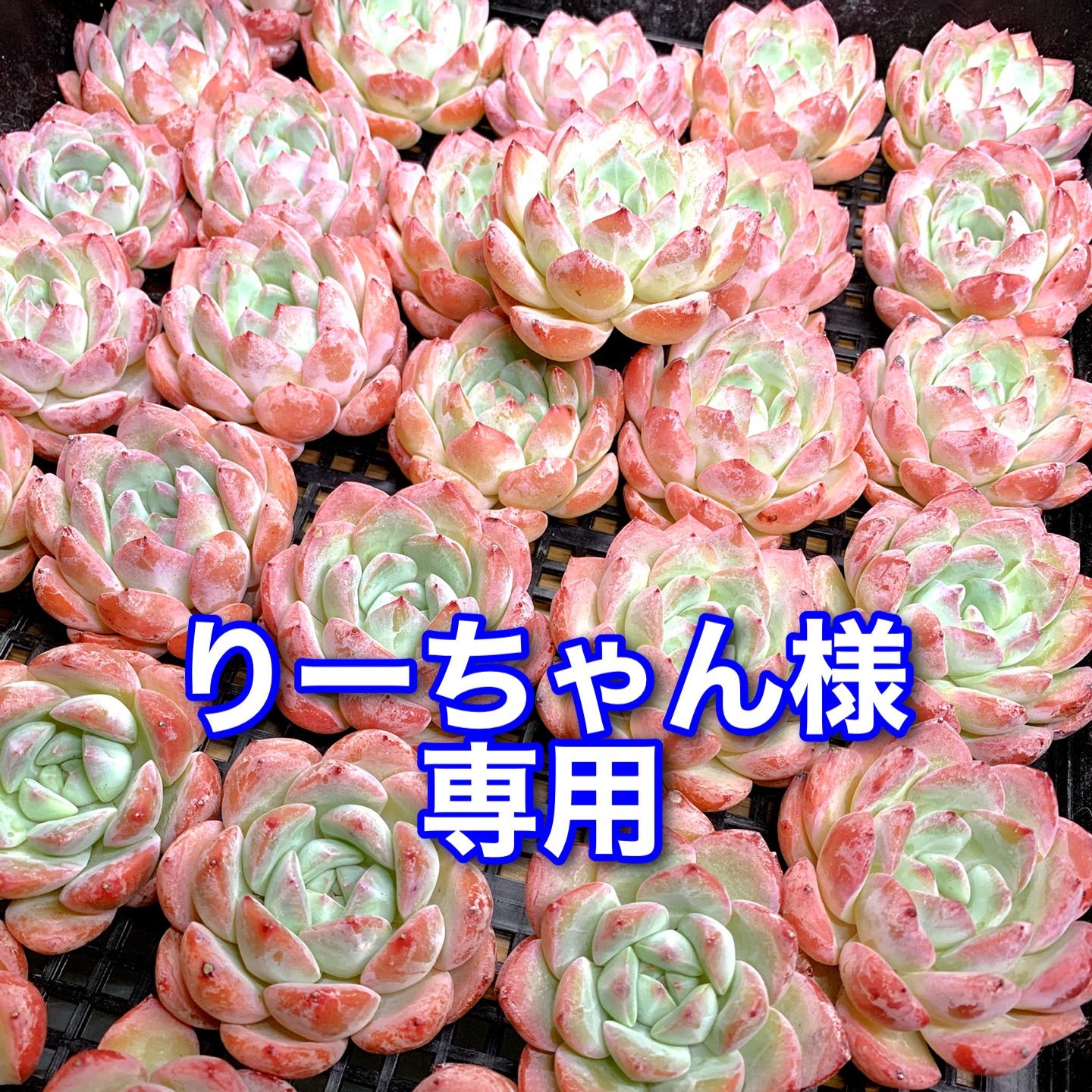 セール中◎韓国鉢(72)◎個別購入はご希望の番号をコメントお願いします♡ りーちゃん様専用 - メルカリ