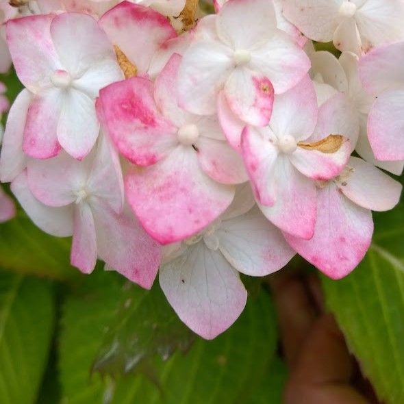 ポットで発送】天使のほっぺ 紫陽花 2025年挿し木苗 アジサイ - メルカリ