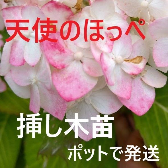 ポットで発送】天使のほっぺ 紫陽花 2025年挿し木苗 アジサイ - メルカリ