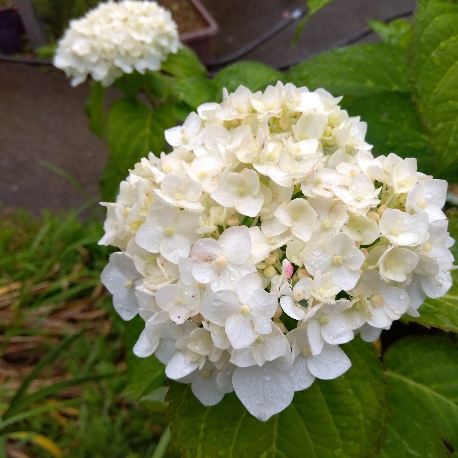 ポットで発送】天使のほっぺ 紫陽花 2025年挿し木苗 アジサイ - メルカリ