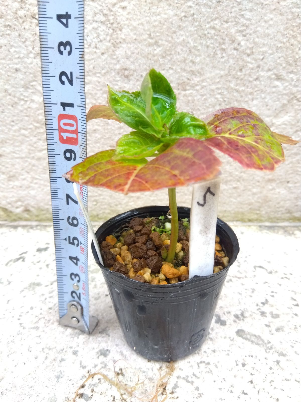 ポットで発送】天使のほっぺ 紫陽花 2025年挿し木苗 アジサイ - メルカリ