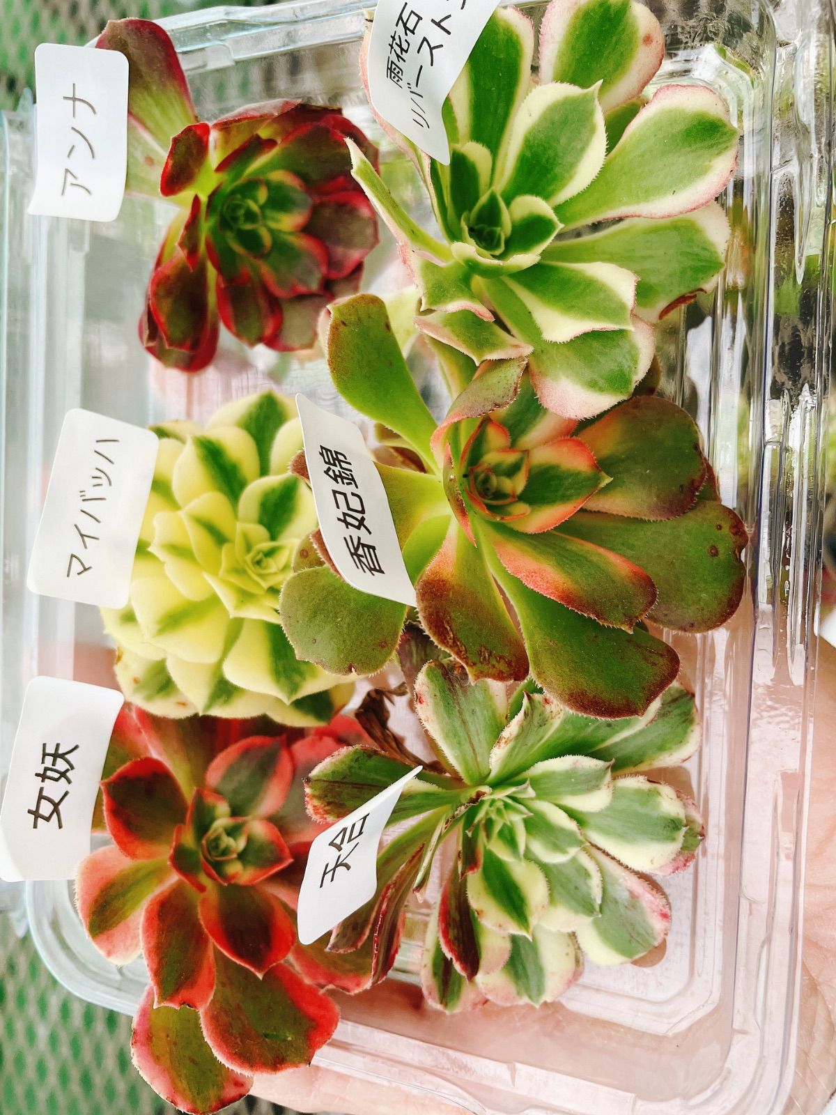 多肉植物 アエオニウム アエオ弁当 6種カット苗セット - メルカリ