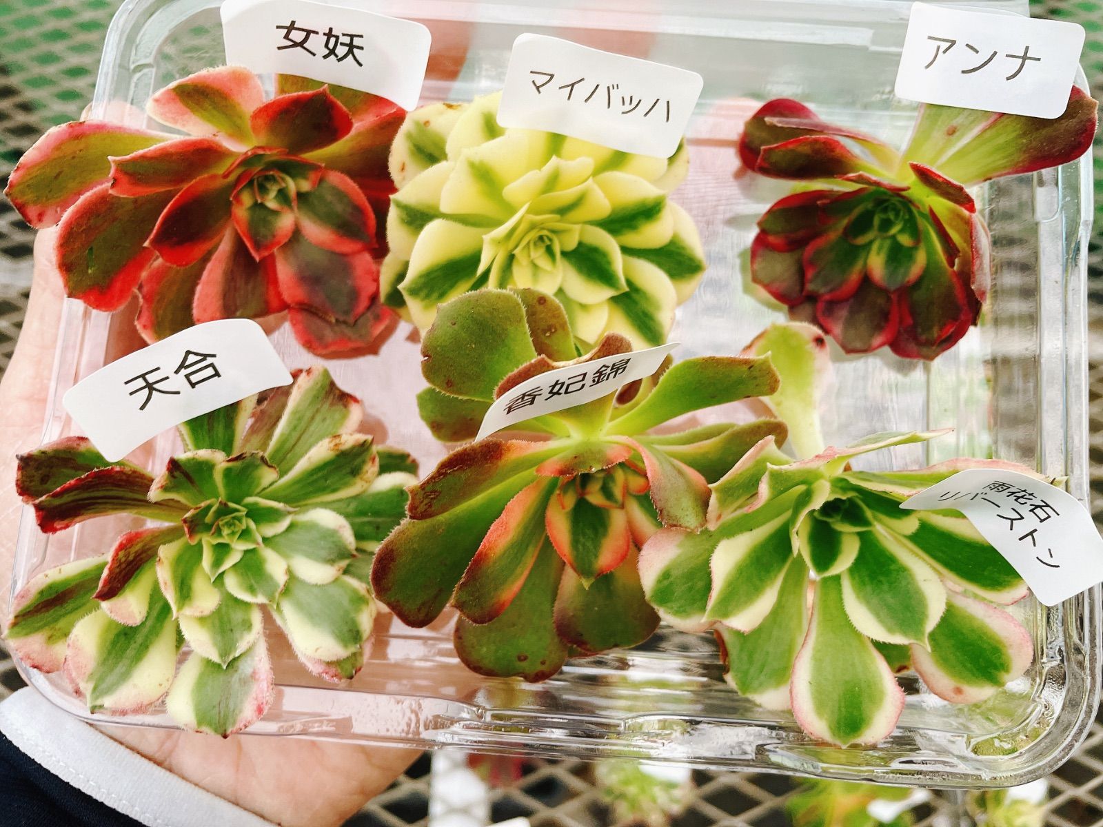 アエオニウム カット苗♡詰め込みセット②(メルカリ便) 多肉植物 アエオニウム アエオ弁当 6種カット苗セット - メルカリ