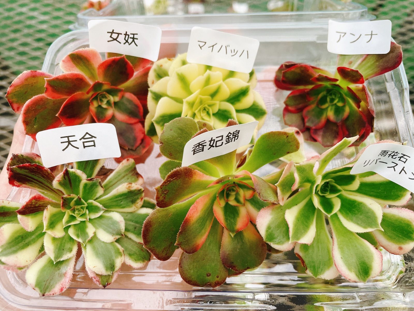 多肉植物 アエオニウム アエオ弁当 6種カット苗セット - メルカリ