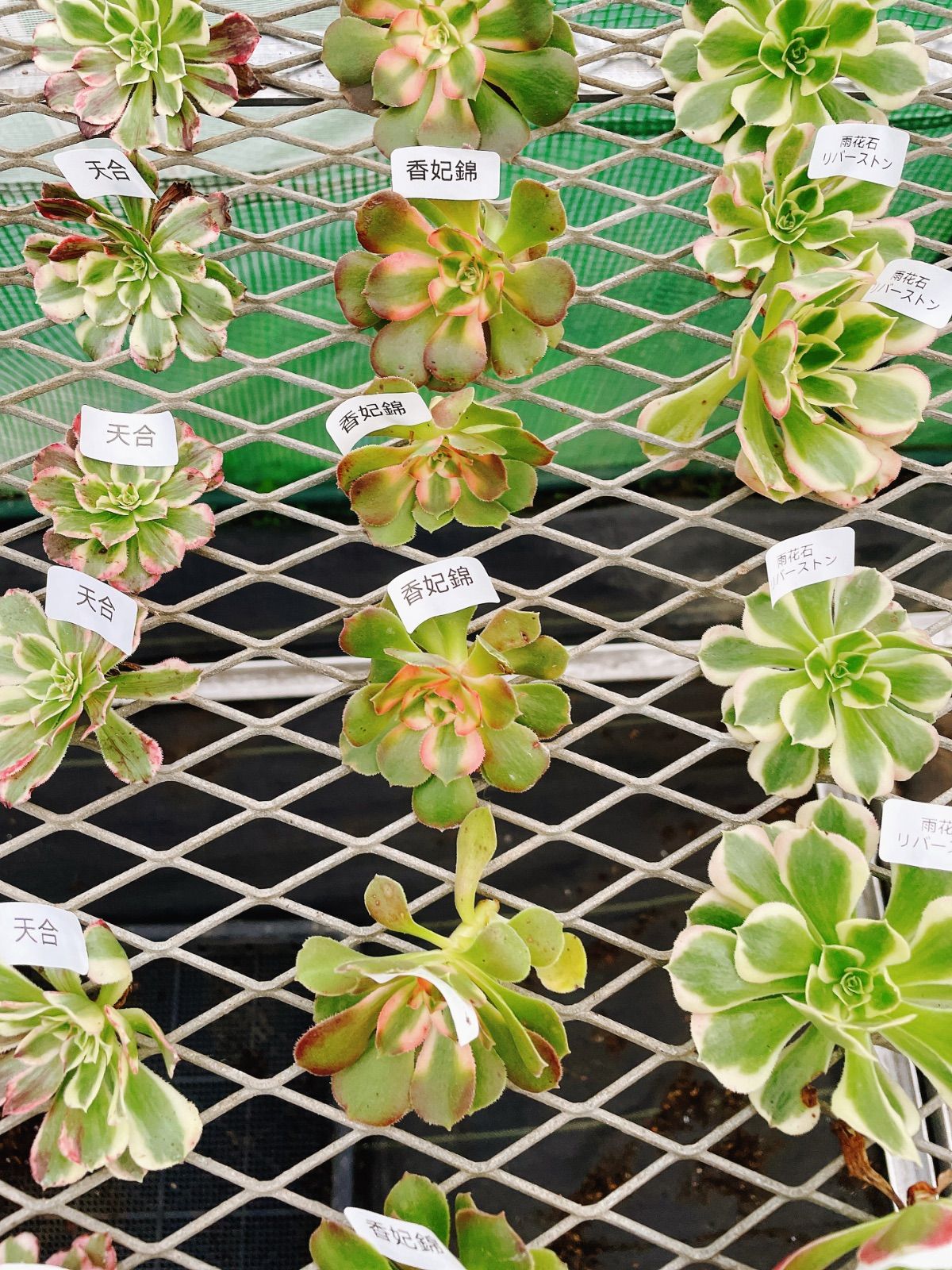 多肉植物 アエオニウム アエオ弁当 6種カット苗セット - メルカリ