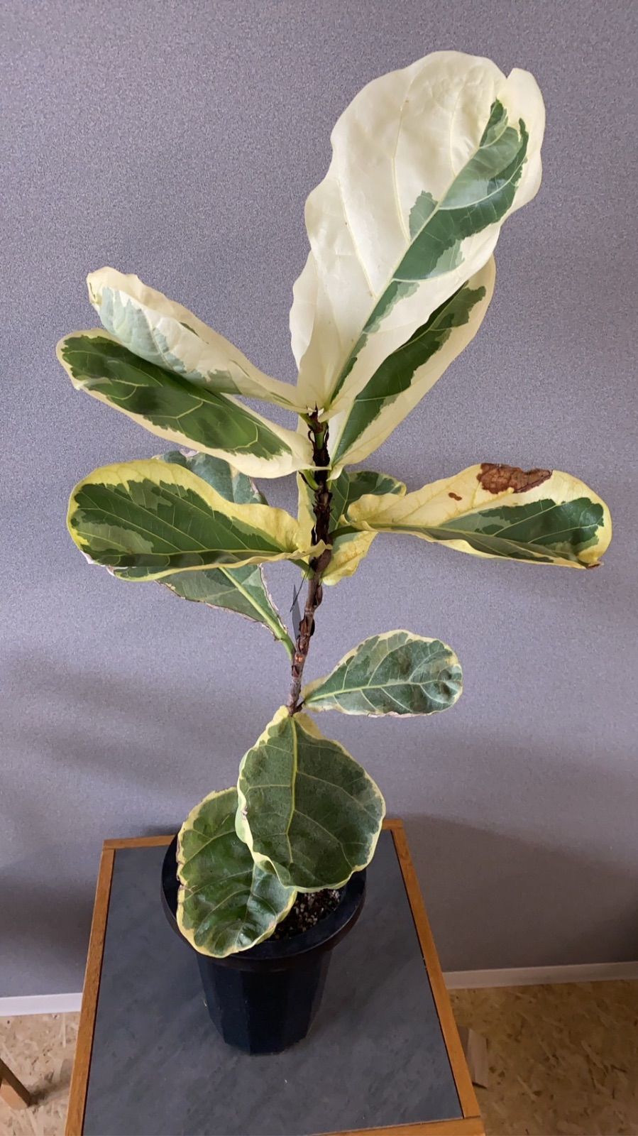 超希少❗️フィカス リラータ カシワバゴム 斑入り✨ - メルカリ