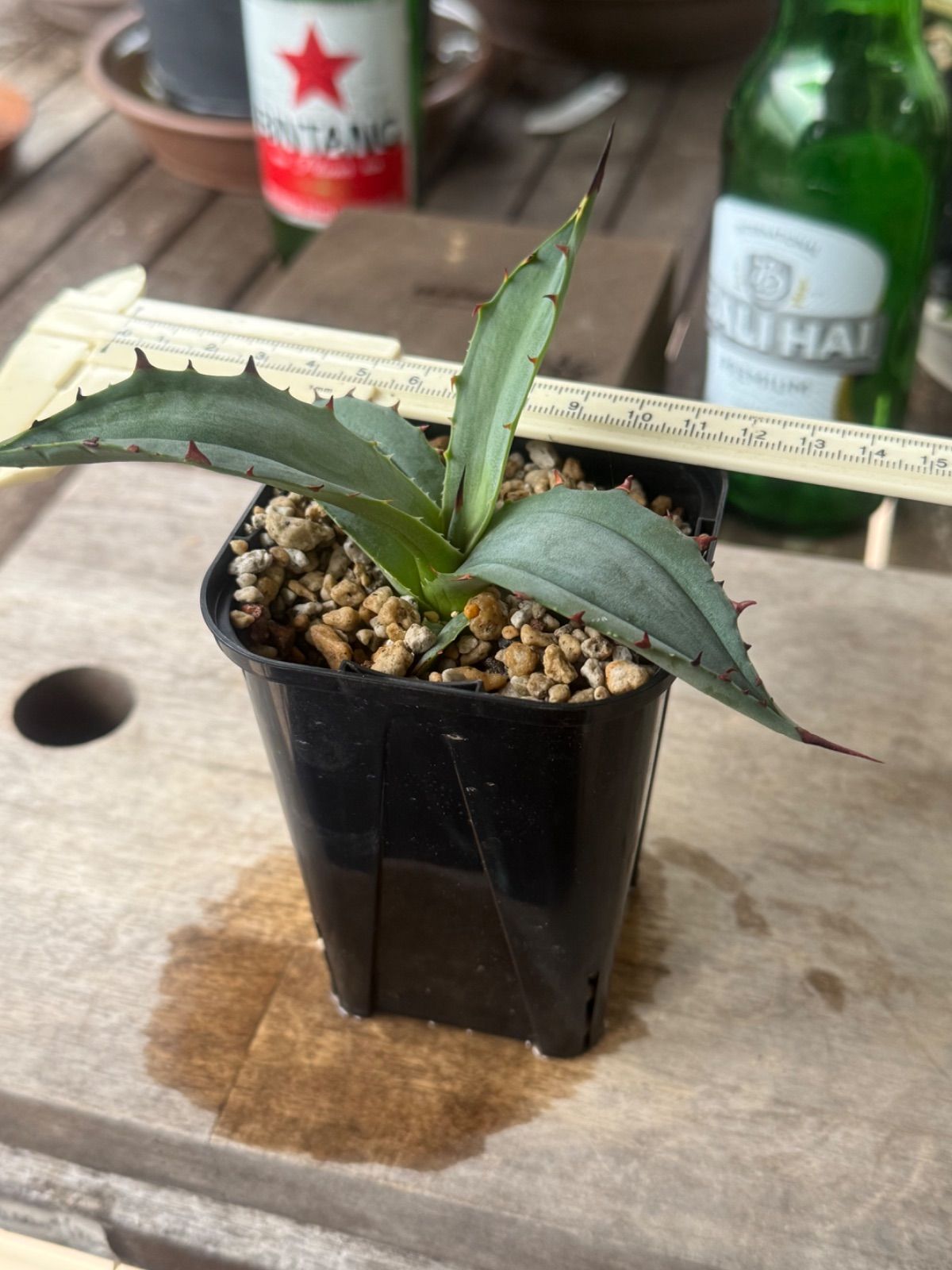 アガベ ハイブリッド ブルーグロー✖️コロラータ 子株 - メルカリ