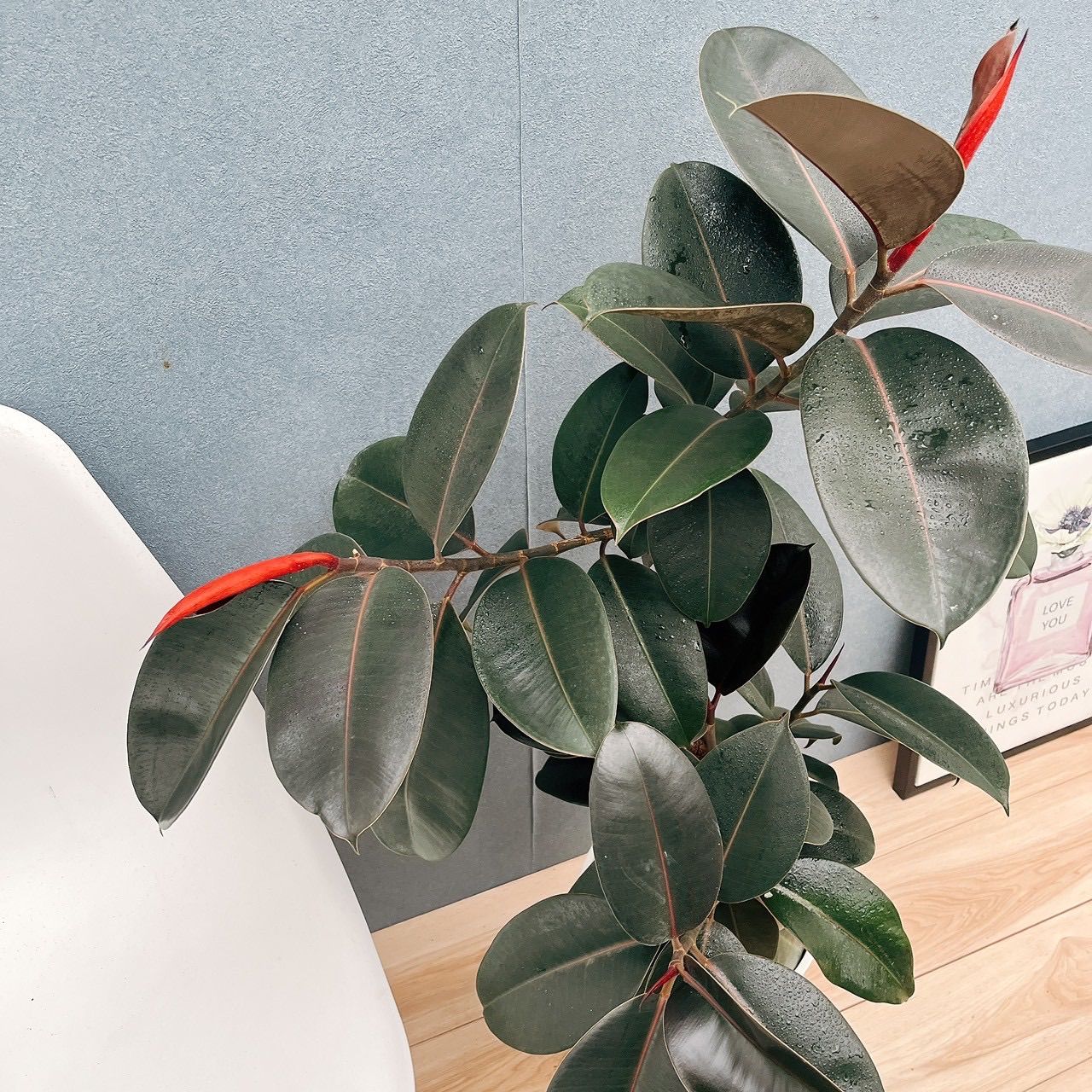 フィカス ベンガレンシス 曲がり ① Ficus benghalensis 5号 現品 ゴム