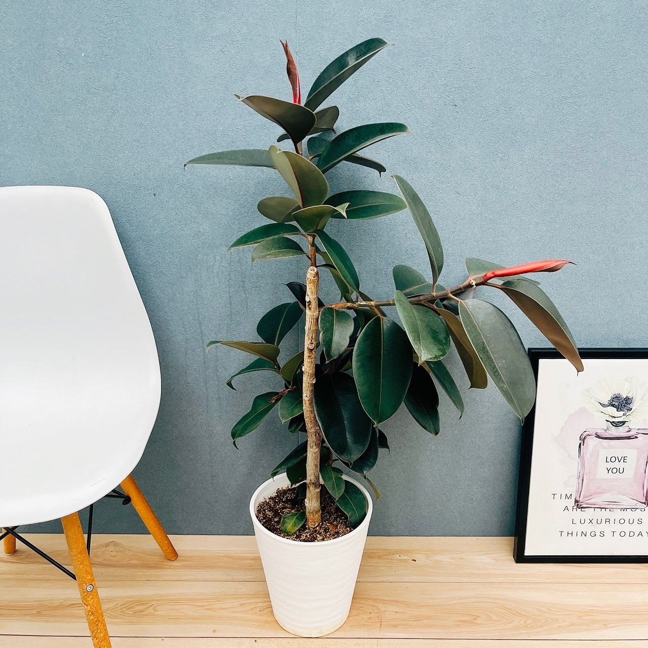 【バランス良い樹形♥】フィカス ベンガレンシス 曲がり ゴムの木 フィカス ベンガレンシス 曲がり ② Ficus benghalensis 5号 現品 ゴム