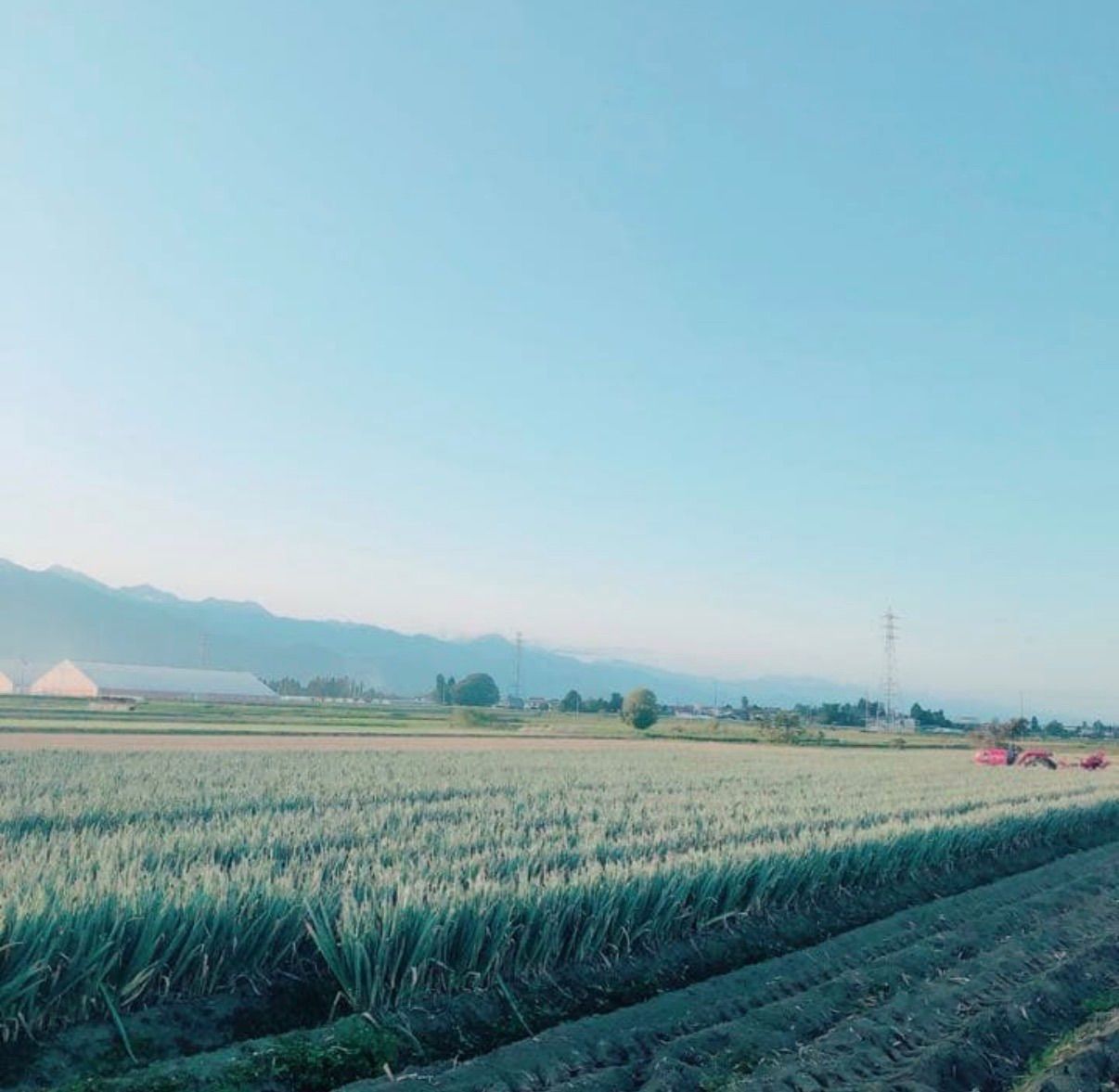 長野県産 朝採り 長ネギ 便利なサイズ ネコポスいっぱい！冷蔵庫に