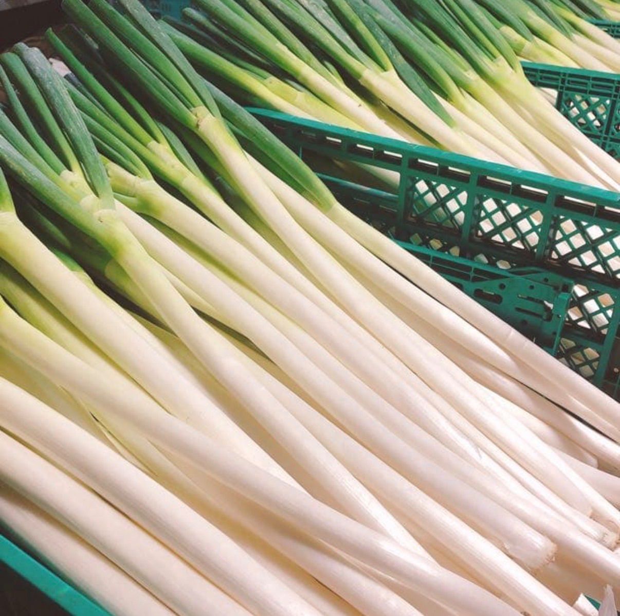 信州産　ねぎ苗　朝採りネコポスいっぱい♪ 信州産 ねぎ苗 朝採りネコポスいっぱい♪ 【公式通販】