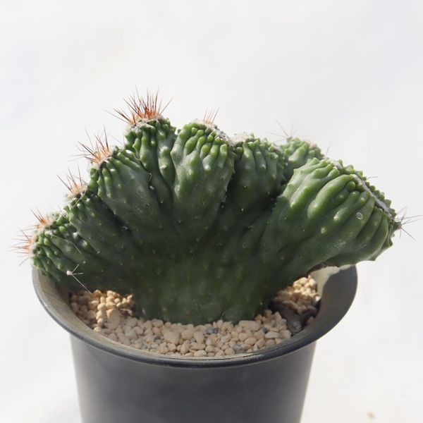 セレウス 岩石獅子 綴化サボテンです。さらに木質化！ セレウス 岩石