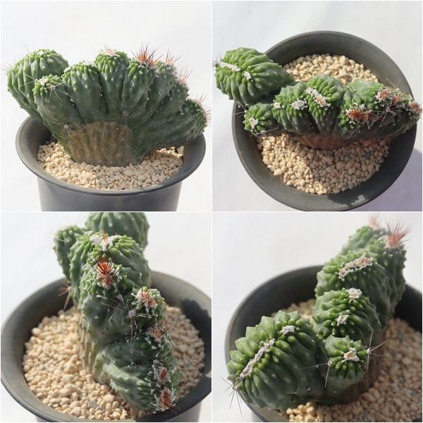 岩石獅子 綴化 サボテン cereus hild mannianus f. monst 多肉植物