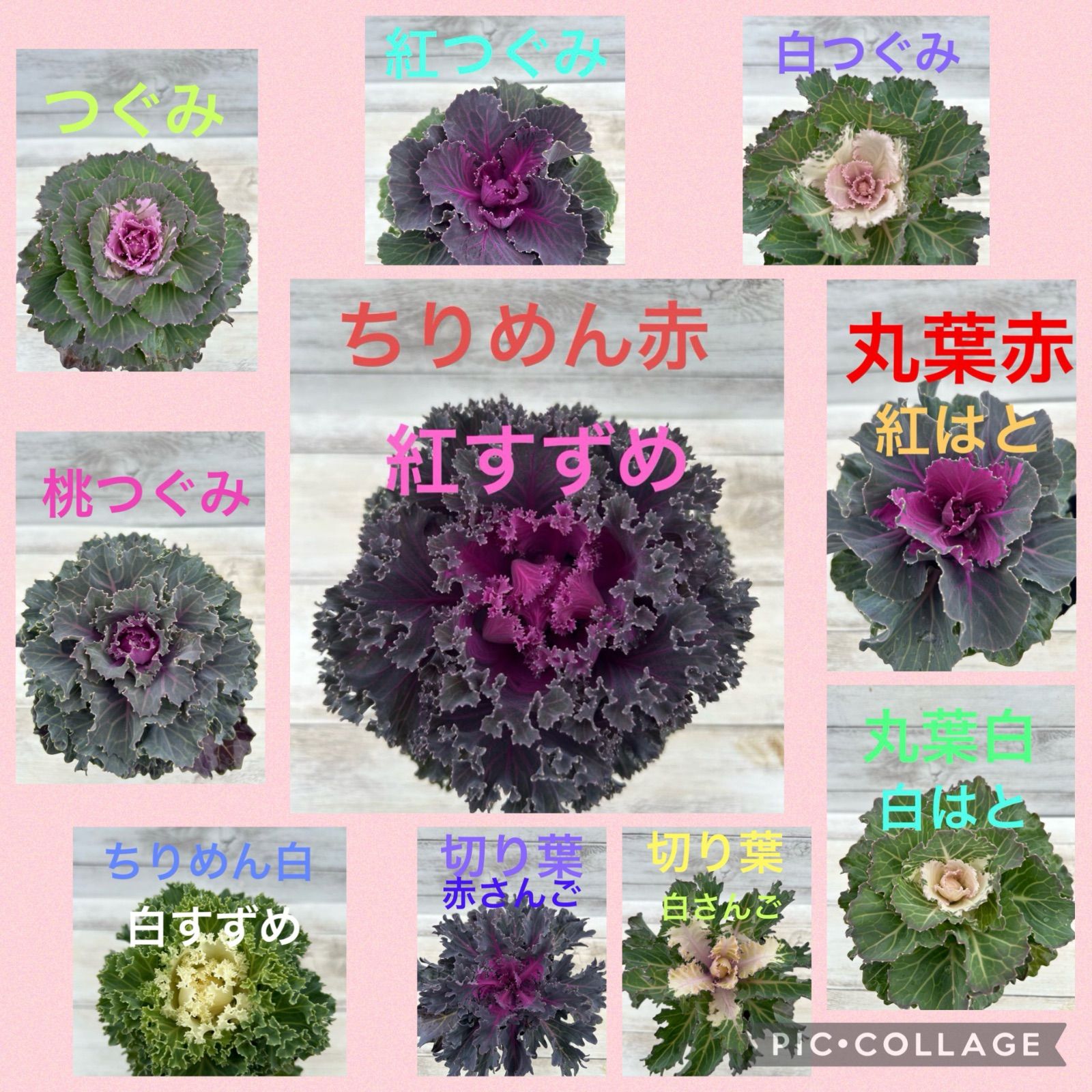 葉牡丹 葉ボタン 3.5寸 4ポット セット 苗 花苗 苗 寄せ植え 花壇