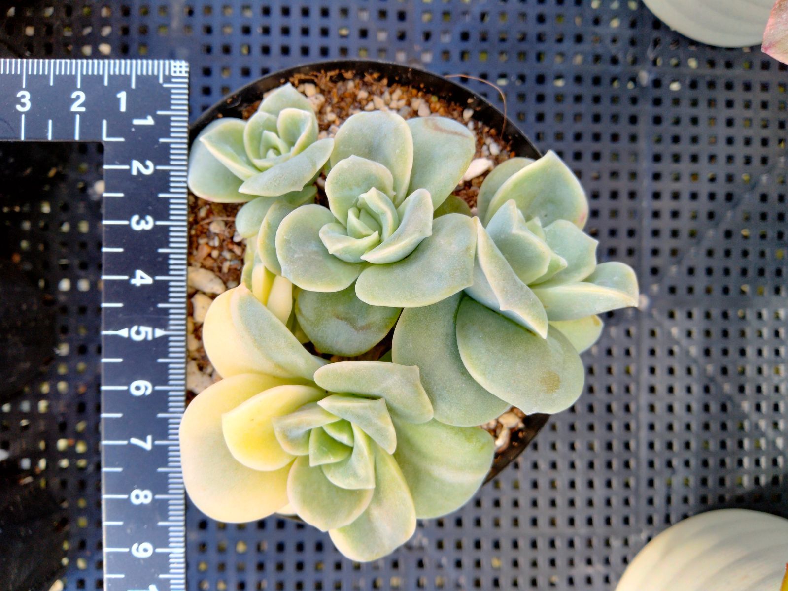 多肉植物 ラブリーローズ錦 白 葉挿し苗1年生 親株バンプ - メルカリ