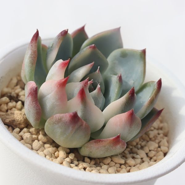 桃太郎錦 エケベリア Echeveria momotarou variegata 斑入り 多肉植物