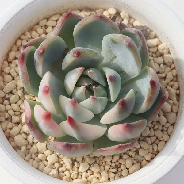 桃太郎錦 エケベリア Echeveria momotarou variegata 斑入り 多肉植物