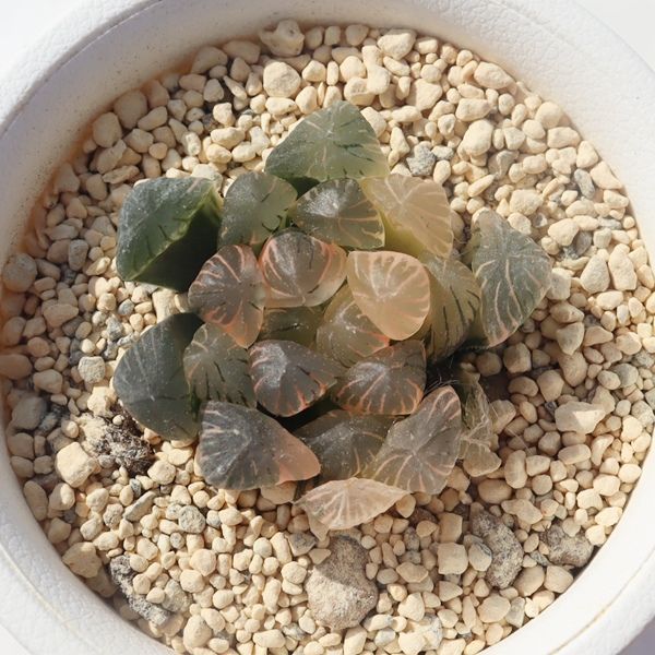 氷灯オブツーサ錦 ハオルチア haworthia obtusa f. variegata 多肉植物