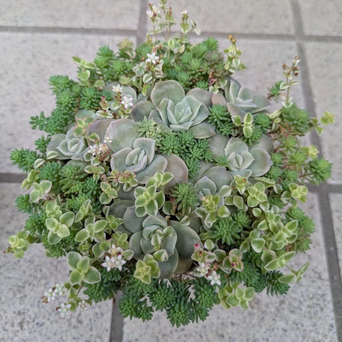 多肉植物 抜き苗 ラブリーローズ 寄せ植えセット リトルミッシー