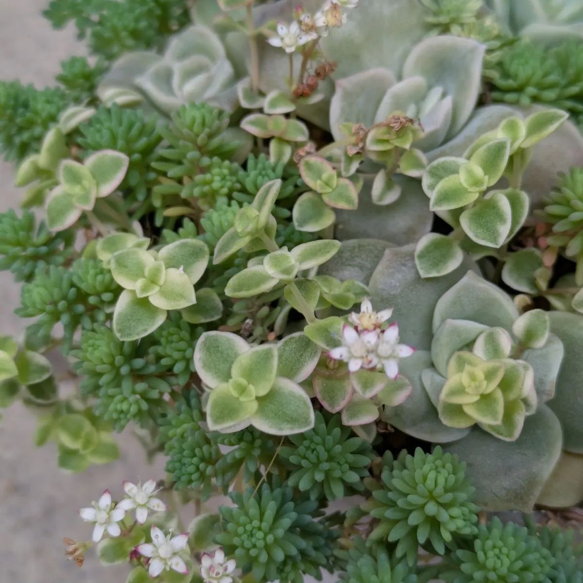 多肉植物 抜き苗 ラブリーローズ 寄せ植えセット リトルミッシー