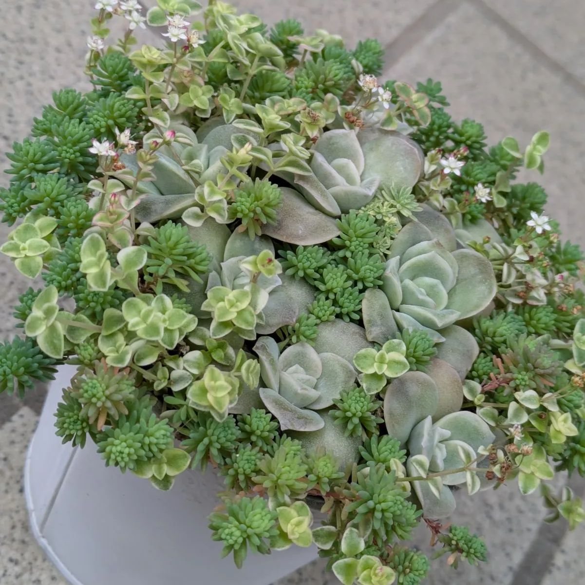 多肉植物 抜き苗 ラブリーローズ 寄せ植えセット リトルミッシー