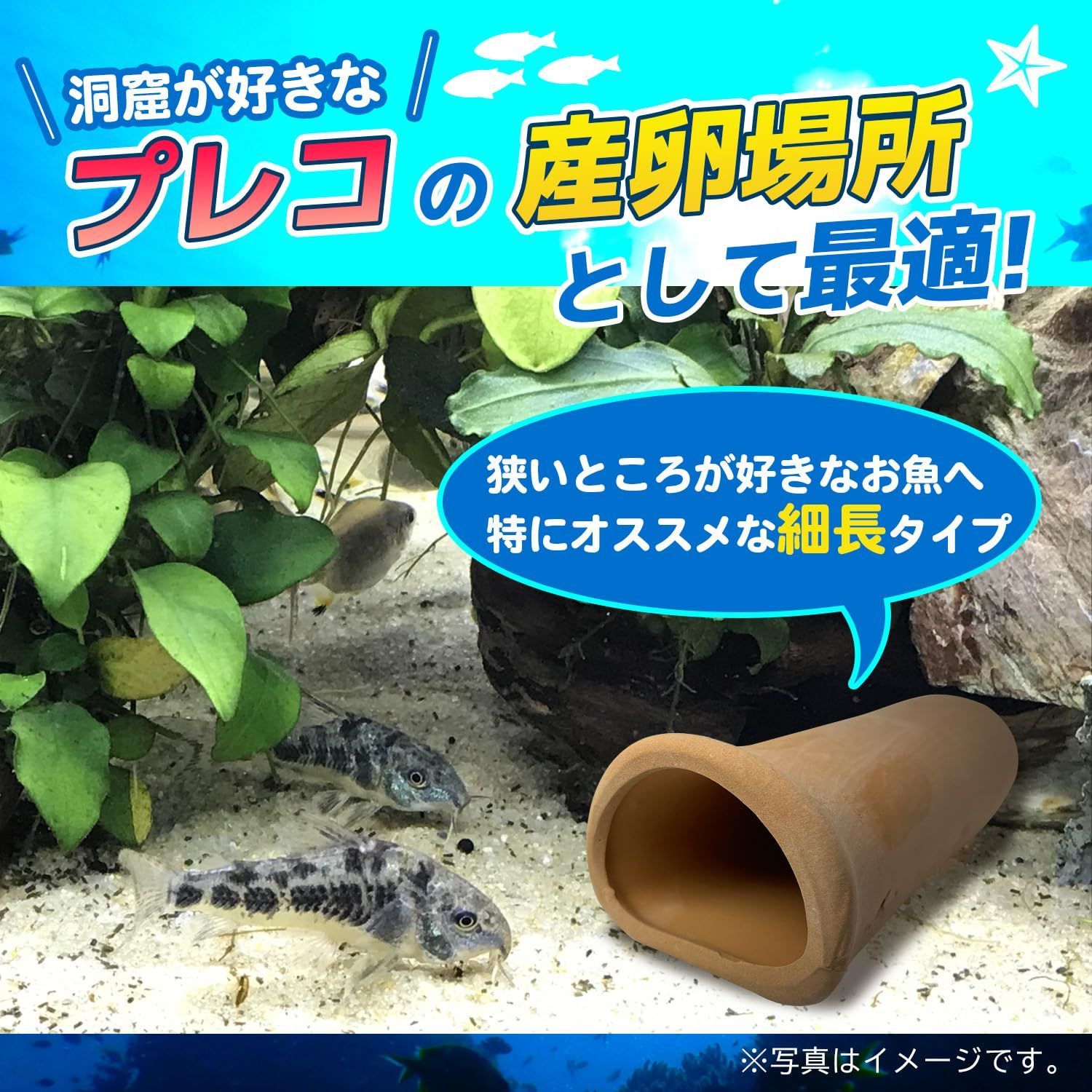 プレコ　産卵　陶器　シェルター　熱帯魚 Amazon.co.jp: ファビュラス堂 産卵筒 陶器 熱帯魚 プレコ エビ 白砂