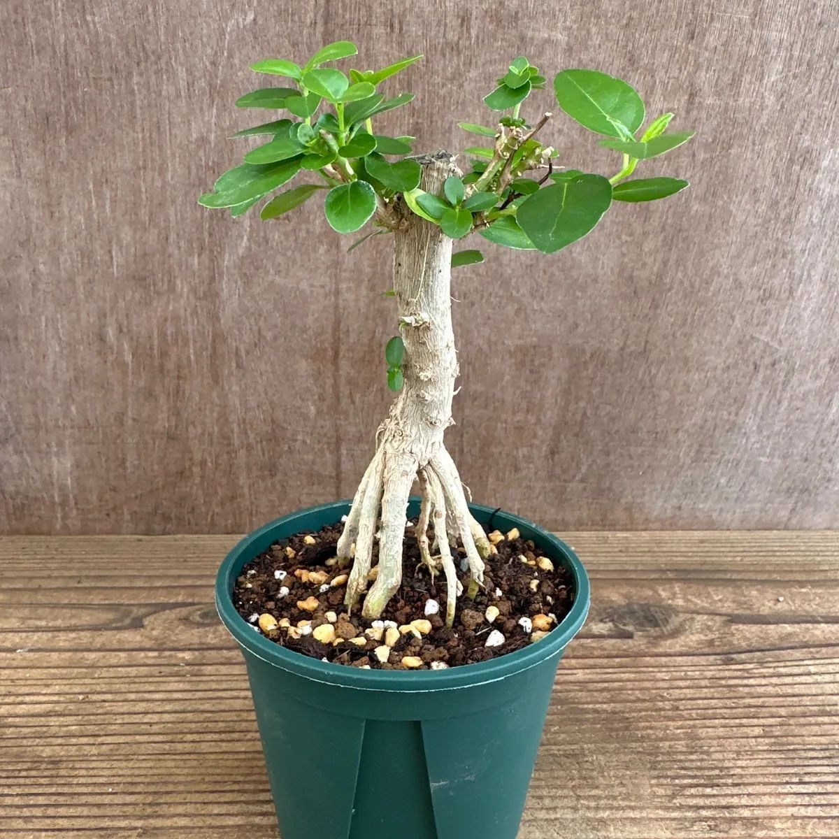 ★希少★美品★トアルソンPOWER SWING RACKET 550 廃盤 ☆希少☆美品☆トアルソンPOWER SWING RACKET 550 廃盤