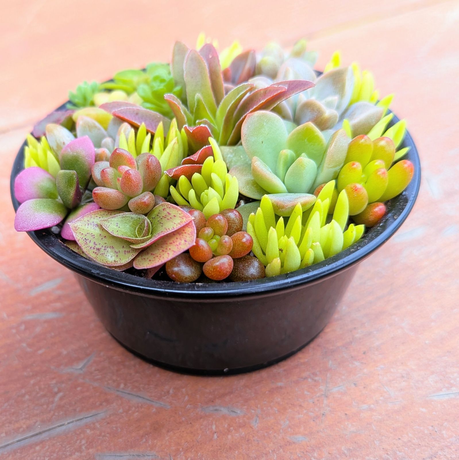 このまま飾れる】多肉植物セダム ミニ寄せ植えセット【育成説明書付