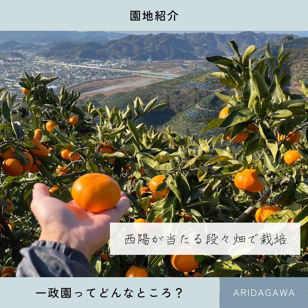 最高級の甘さ！ゆら早生　小玉10kg 最高級の甘さ！ゆら早生 小玉10kg