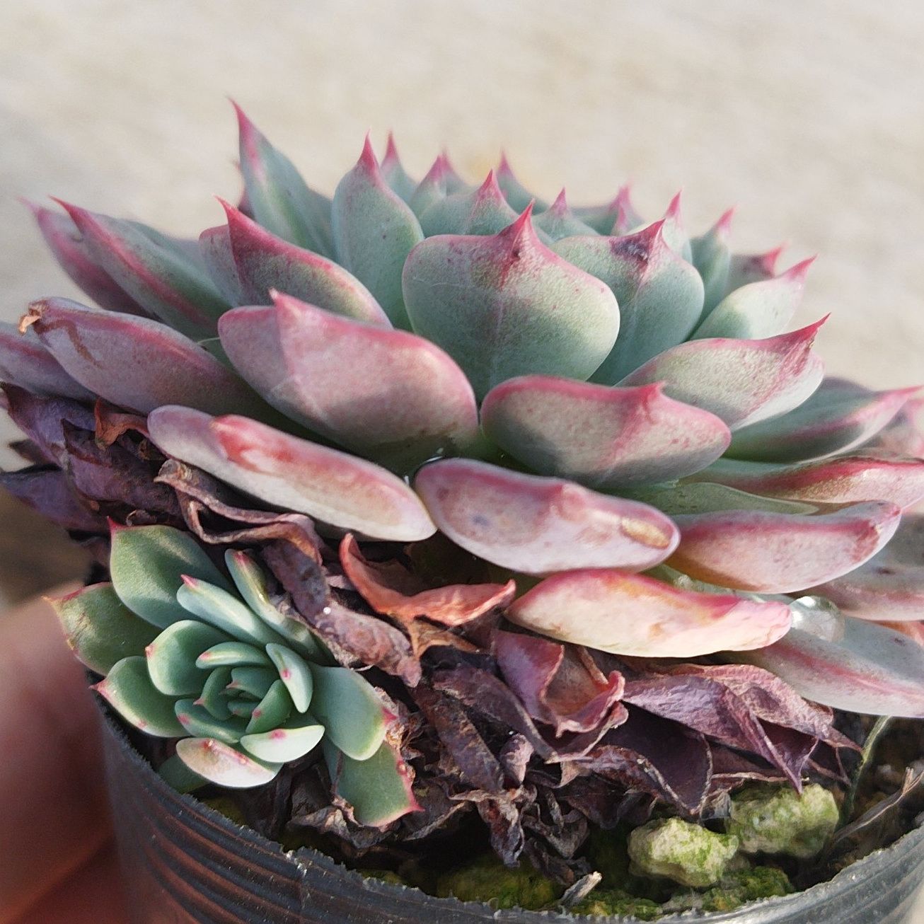 hm様専用 - メルカリ