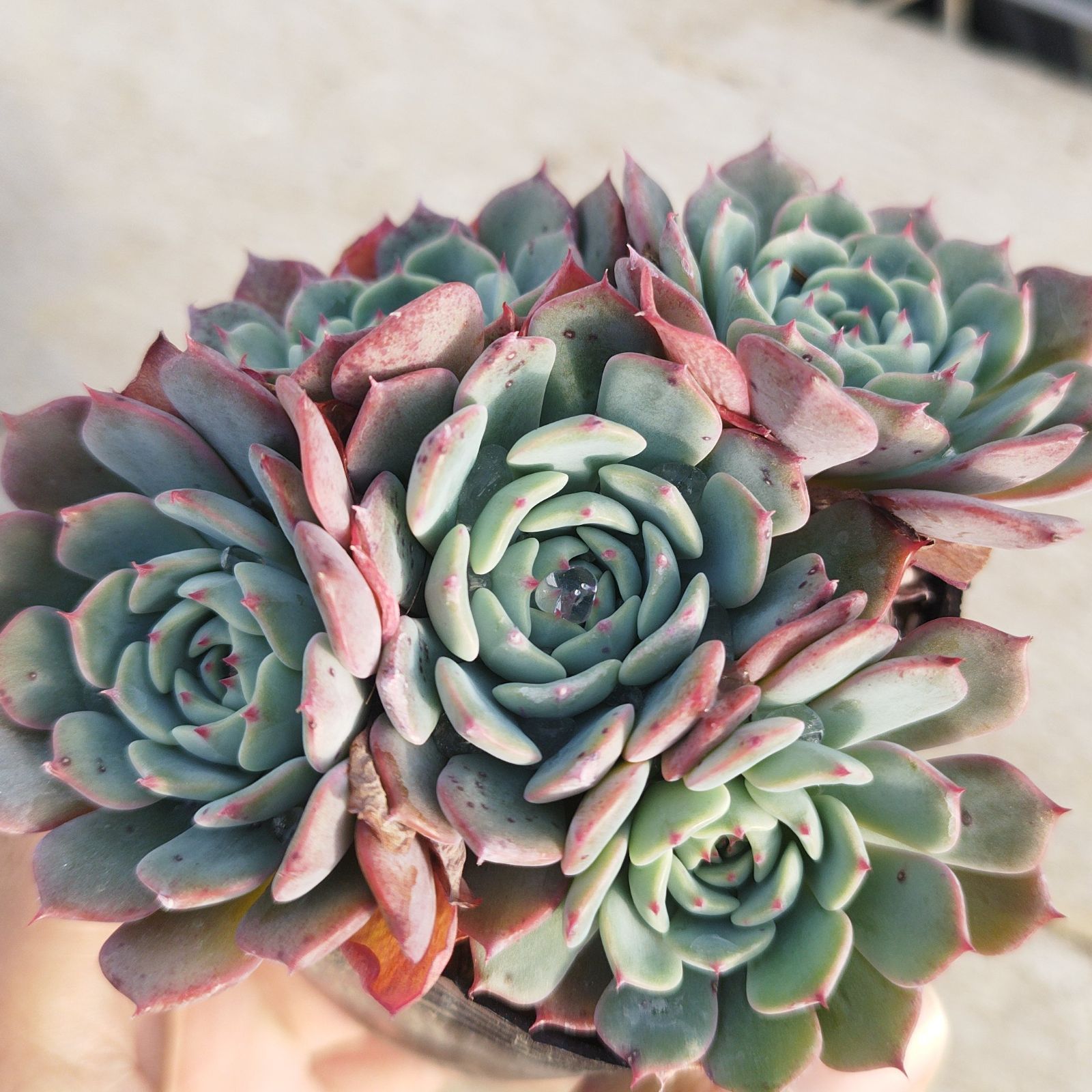 札付き❤️シムランスLS✕チワワエンシス✨ 札付き❤️シムランスLS✕チワワエンシス✨ 【公式通販】