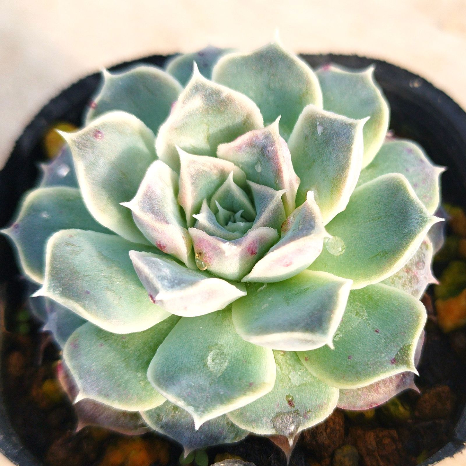 hm様専用 - メルカリ