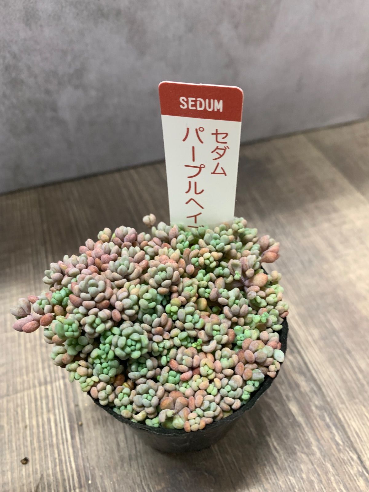 即購入可！もりもりパープルヘイズ　2号ポット内全て　10ポット パープルヘイズ 2号 ポットごと セダム - メルカリ